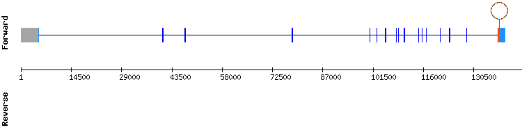 gene structure