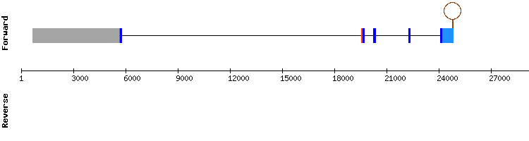 gene structure