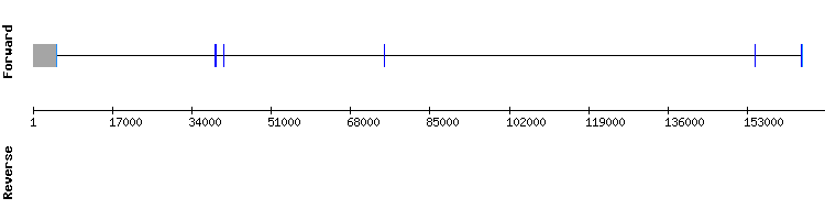 gene structure