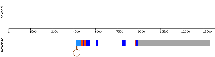 gene structure