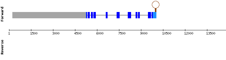 gene structure