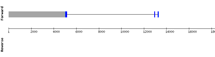 gene structure