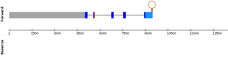 gene structure