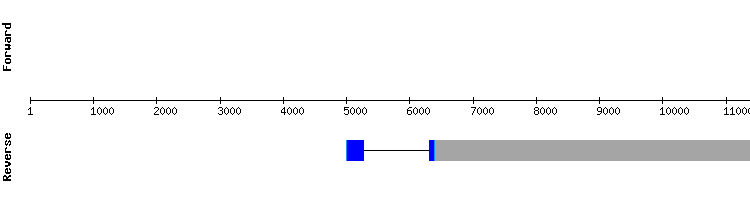 gene structure