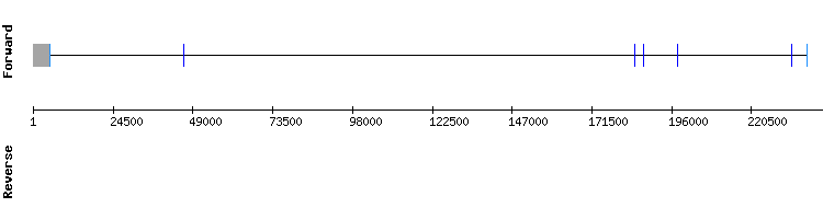 gene structure