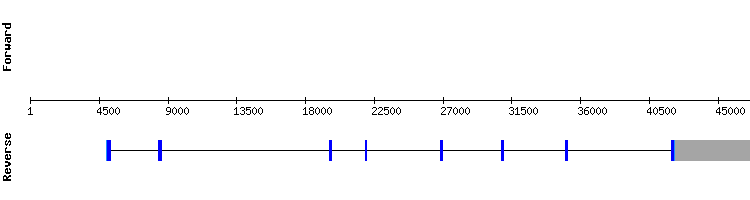 gene structure