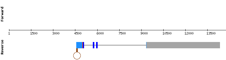 gene structure