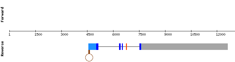 gene structure