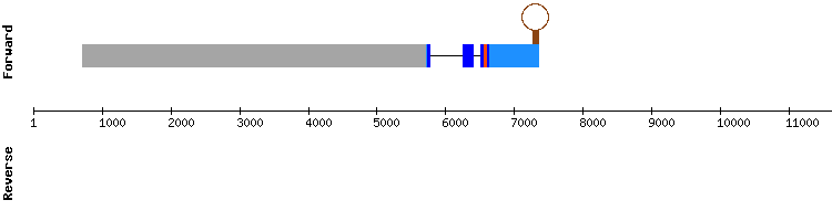 gene structure
