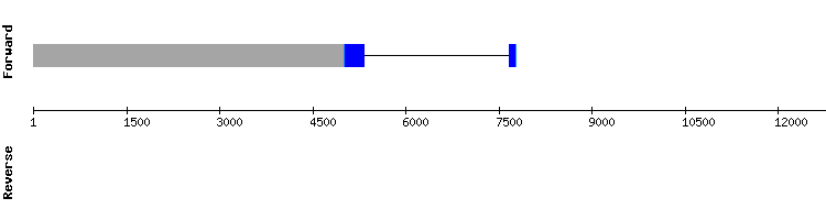 gene structure