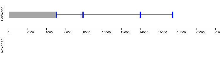 gene structure