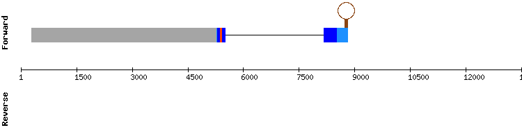gene structure