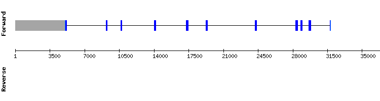 gene structure