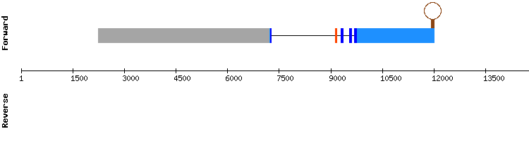 gene structure