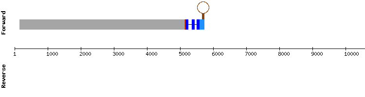 gene structure