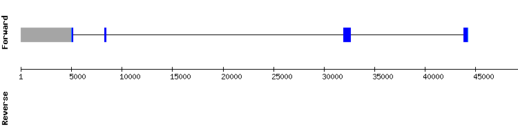gene structure