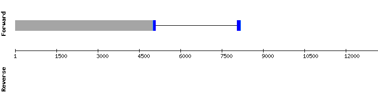 gene structure