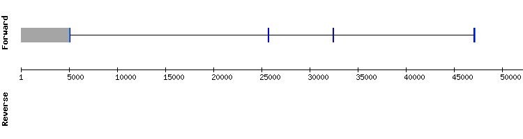 gene structure