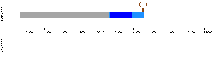 gene structure