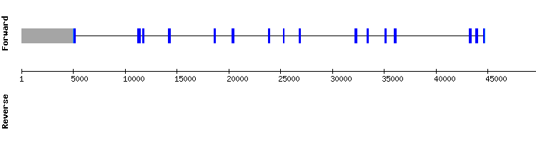 gene structure