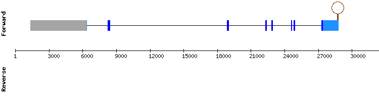 gene structure