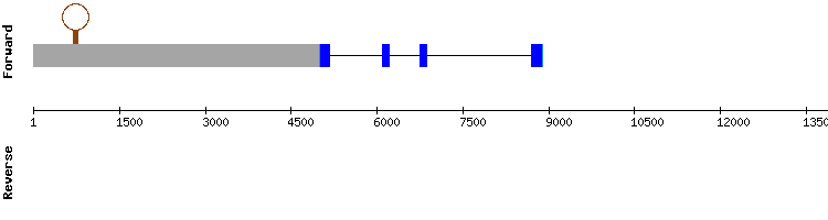 gene structure