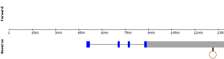 gene structure