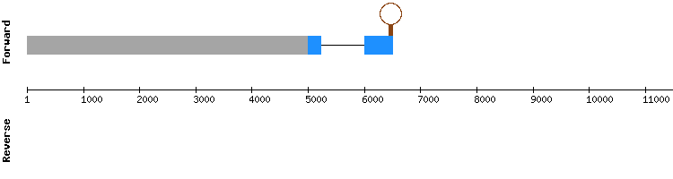 gene structure