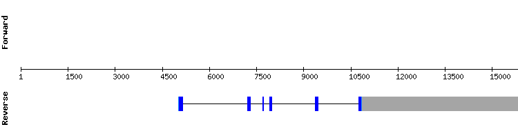 gene structure