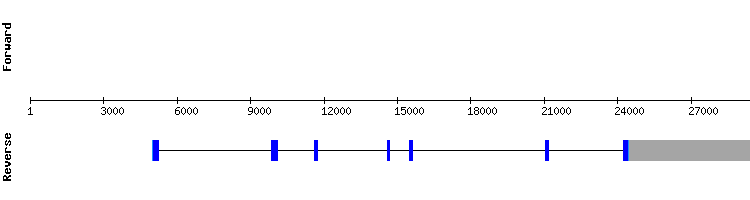 gene structure