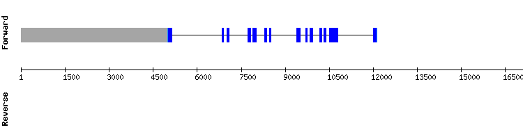 gene structure