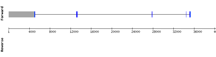 gene structure