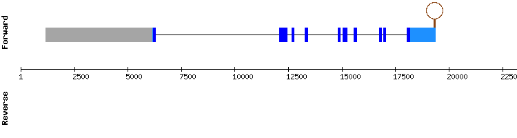 gene structure