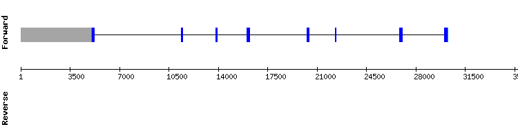 gene structure