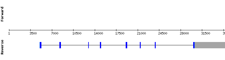 gene structure