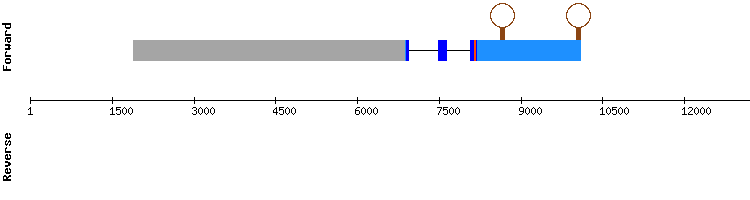 gene structure