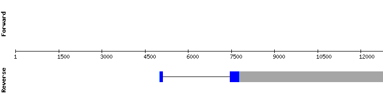 gene structure