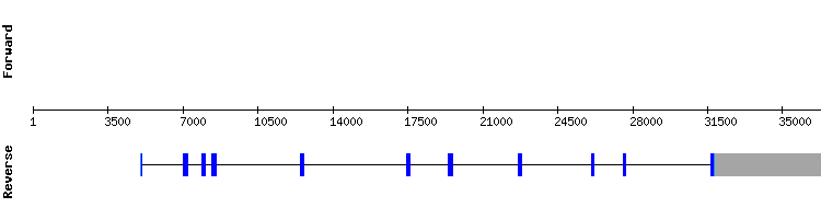 gene structure