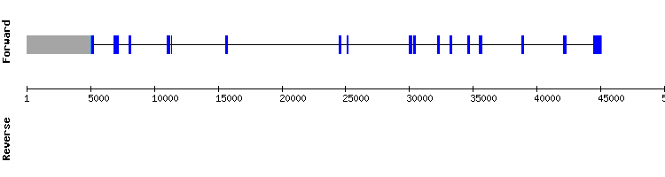 gene structure