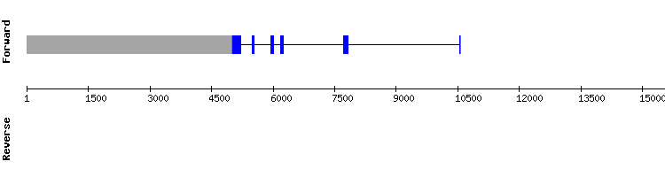 gene structure