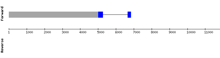 gene structure